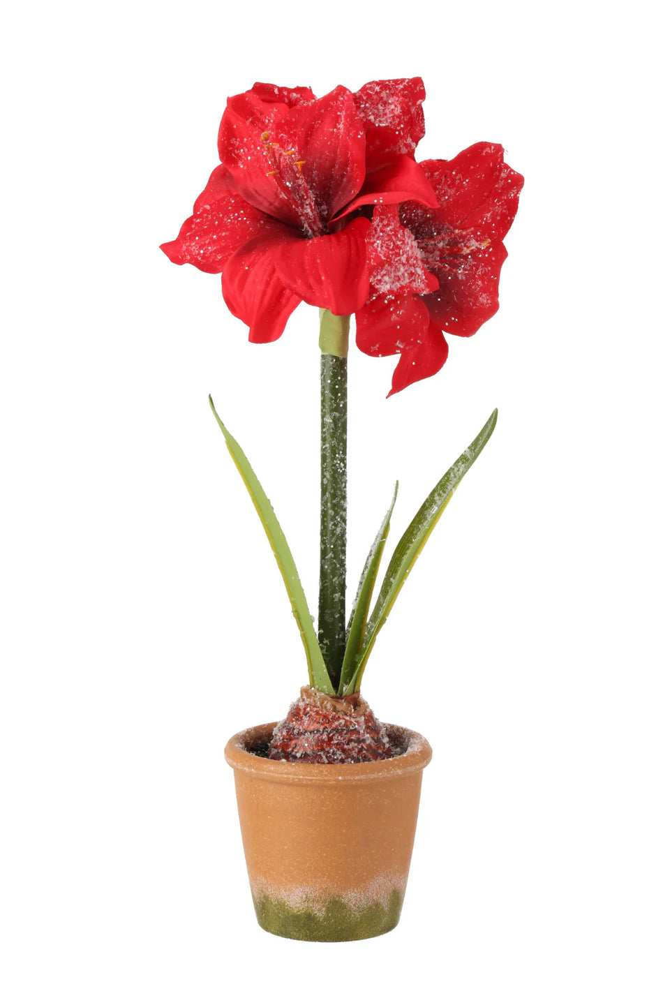 Potted Amaryllis